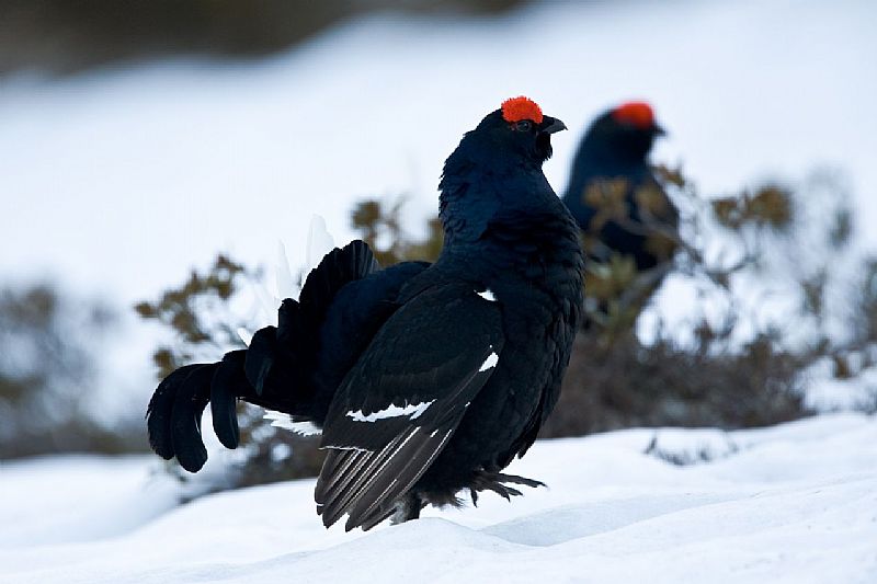 IL CANTO DEL GALLO