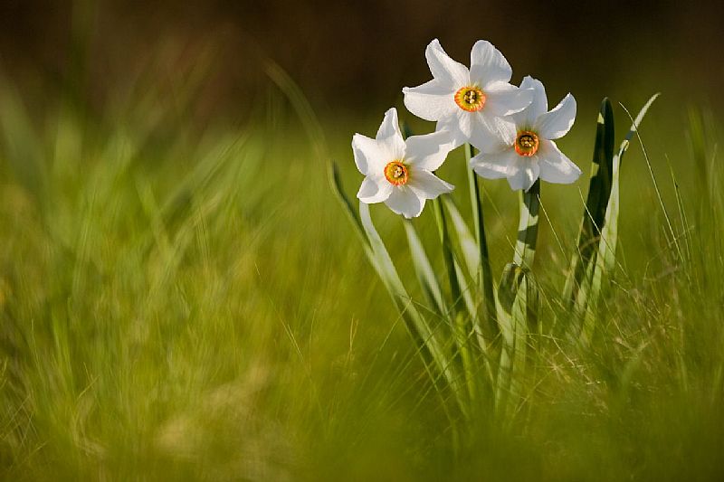PRIMAVERA CARSICA di Roberto Valenti PRIMAVERA CARSICA